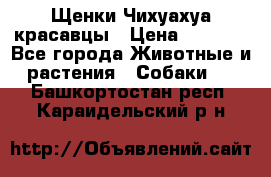 Щенки Чихуахуа красавцы › Цена ­ 9 000 - Все города Животные и растения » Собаки   . Башкортостан респ.,Караидельский р-н